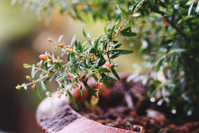 Close-up of wet potted plant