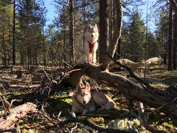 Cat sitting on tree trunk in forest