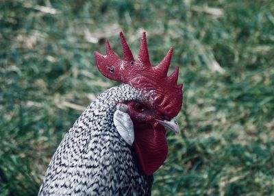 Close-up of a bird