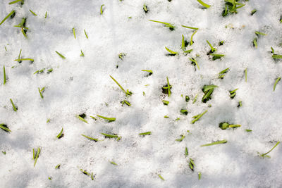 High angle view of snow covered field