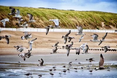 Flock of birds flying over sea