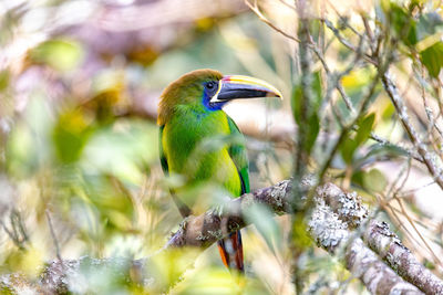 Close-up of bird perching on branch