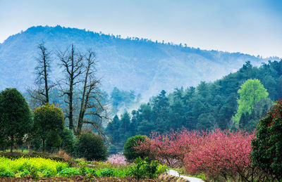 Scenic view of trees on field against sky