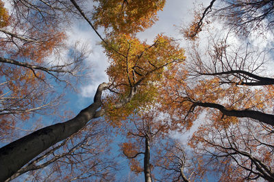 Low angle view of trees against sky