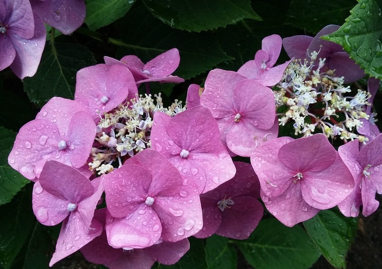 flower, freshness, petal, fragility, growth, beauty in nature, flower head, pink color, leaf, blooming, plant, nature, close-up, purple, in bloom, outdoors, day, focus on foreground, no people, pollen, stamen, blossom, botany, green color