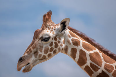 Low angle view of giraffe against sky