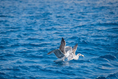 View of turtle swimming in sea