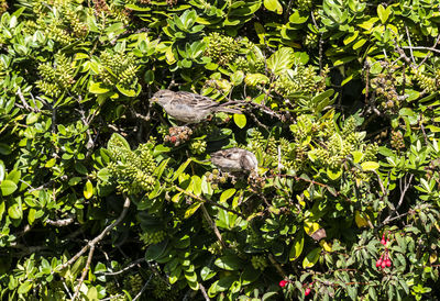 View of bird on branch