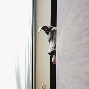 Cat looking through window