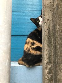 Cat relaxing on wall