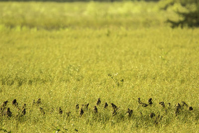 View of sheep on grassy field