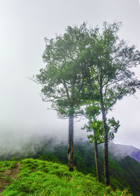 Tree on field against sky