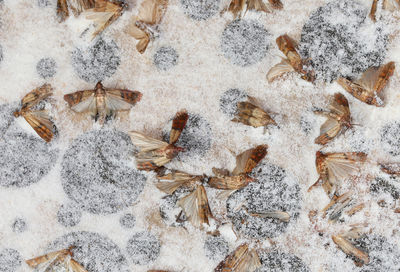 Dead indianmeal moths on the pheromone bait with powerful ad