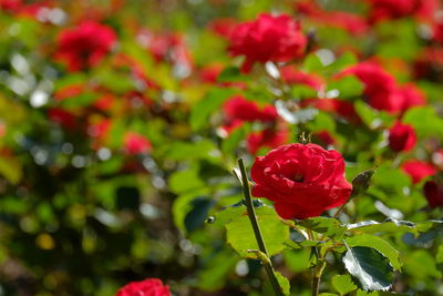 Close-up of red rose