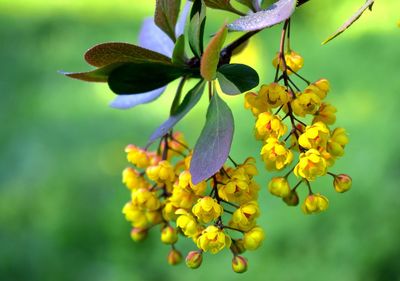 Close-up of yellow flowering plant