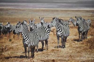 Zebras grazing in ngorongoro crater