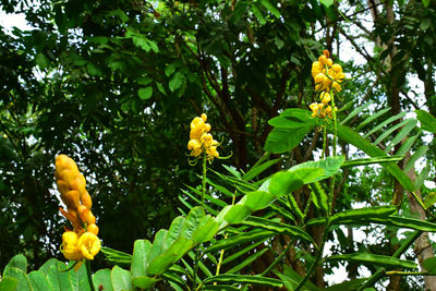 Low angle view of yellow flowering tree