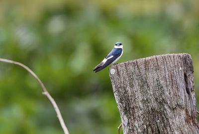 Close-up of bird perching on wood