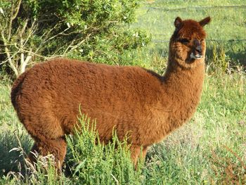 Animal on grassy field