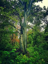 Tree in forest