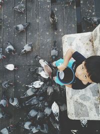 High angle portrait of boy feeding pigeons while sitting on seat