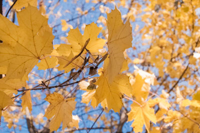 Low angle view of autumnal leaves against trees