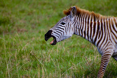 Zebra sitting on grass