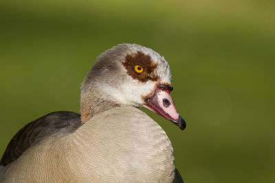 Close-up of a bird looking away