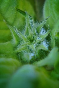 Close-up of green leaves