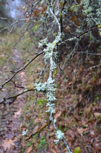 Close-up of frozen plant on branch