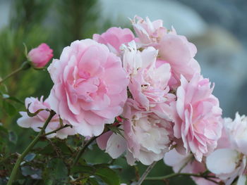 Close-up of pink flowers