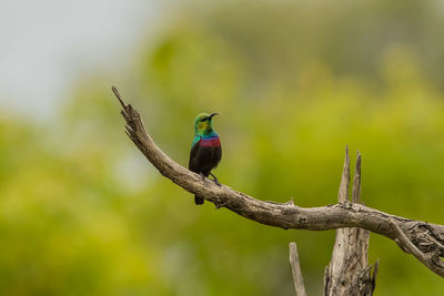 Bird perching on a branch