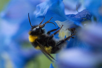 Close-up of bee pollinating on purple flower