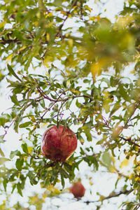 Close-up of red berries on tree