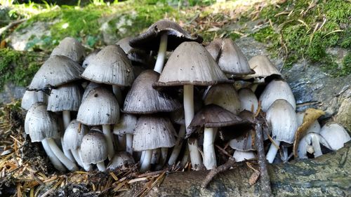 Close-up of mushrooms growing on field