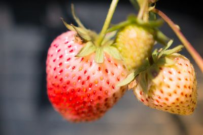 Close-up of strawberry growing on plant