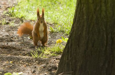 Squirrel on tree trunk