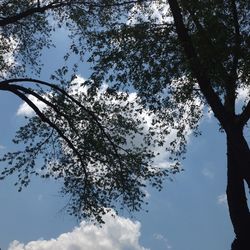 Low angle view of tree against sky