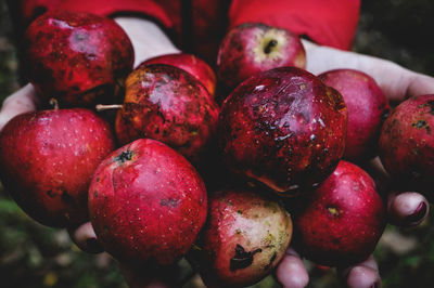 Forest apples