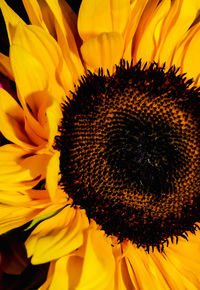 Close-up of sunflower