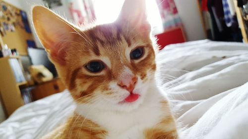 Close-up portrait of a cat