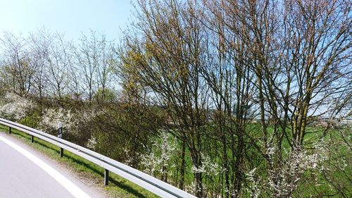 Bare trees by road against sky