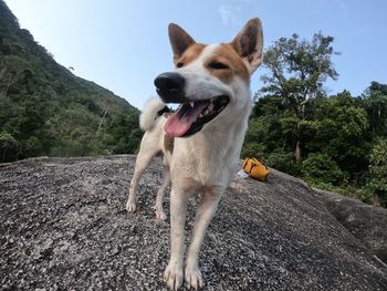 View of a dog with mouth open