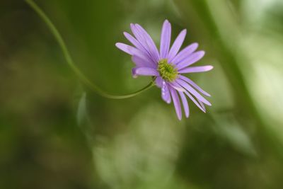 Close-up of purple flowering plant