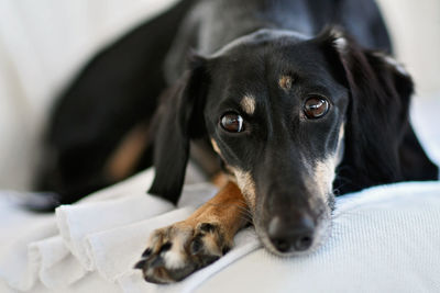 Close-up portrait of a dog