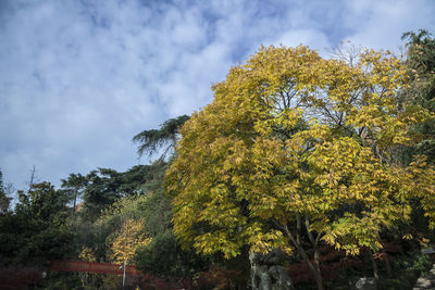 Trees against sky