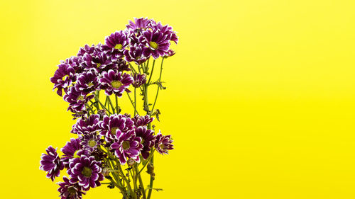 Low angle view of flowers against orange sky