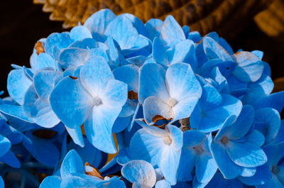 Close-up of blue hydrangea flowers