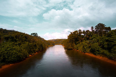 Scenic view of river amidst trees in forest against sky