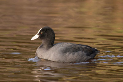 Duck swimming in lake